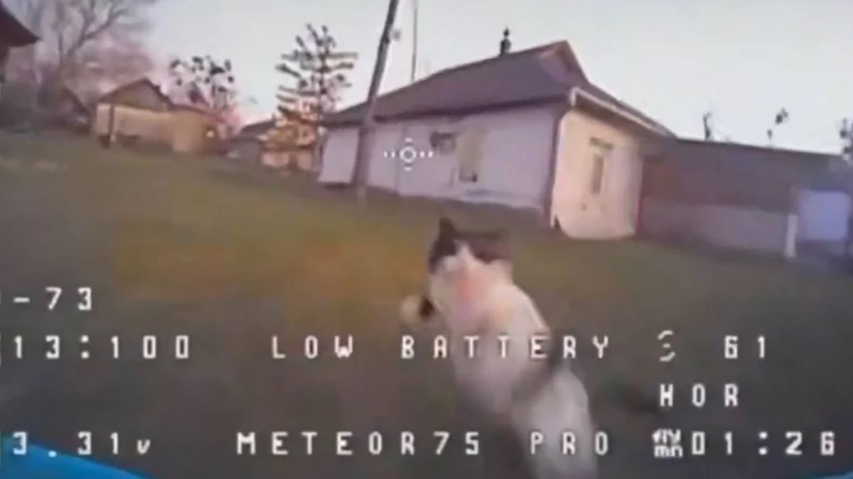 Кот лапой сбил FPV-дрон и тот врезался в столб - курьезное видео Кот лапой сбил FPV-дрон и тот врезался в столб - курьезное видео