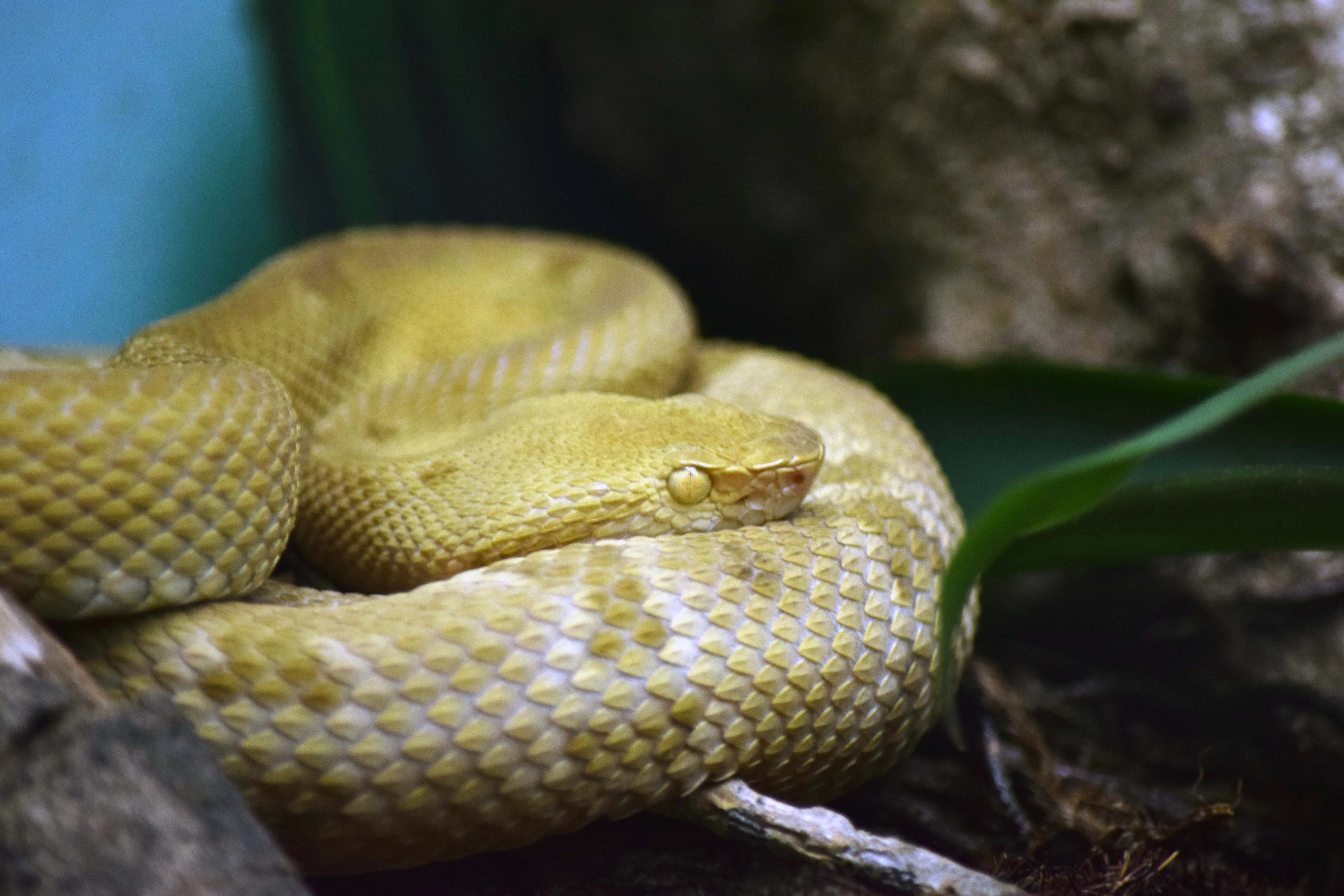 Golden lancehead