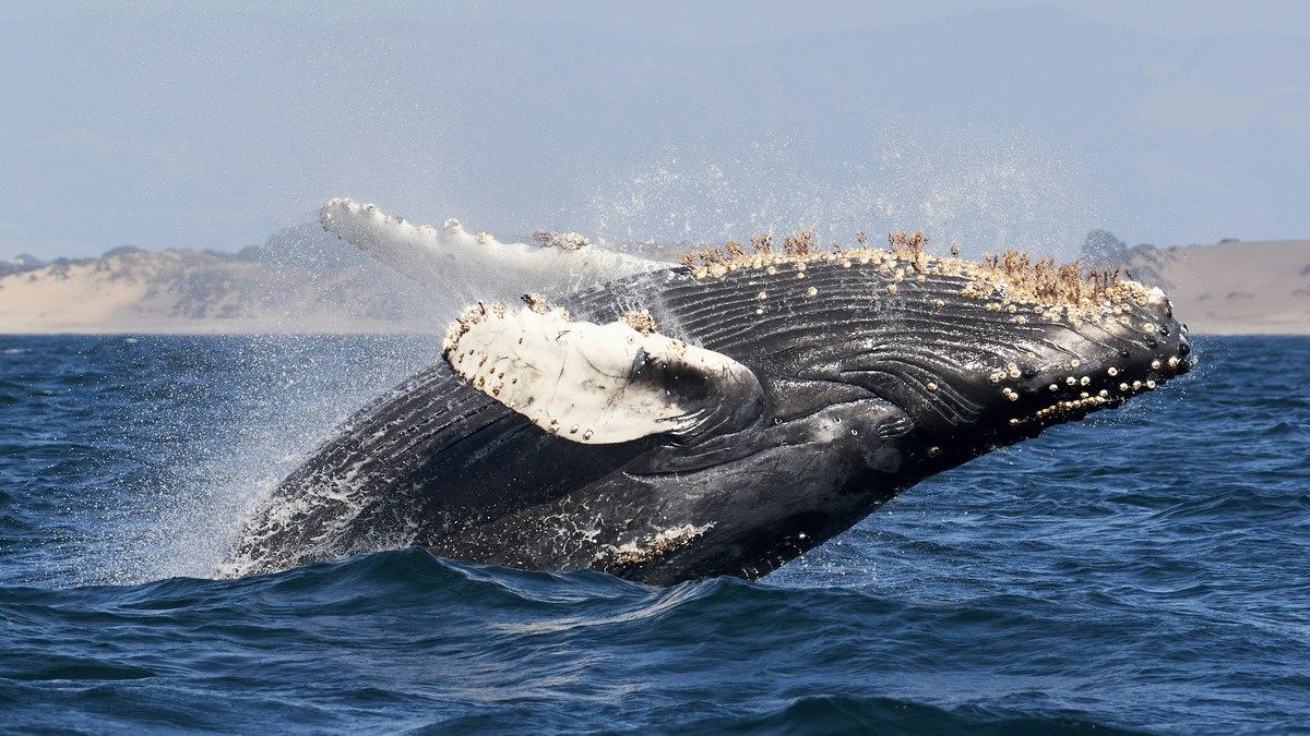 Эпическое путешествие горбатого кита в 13 000 километров не имеет точного объяснения Эпическое путешествие горбатого кита в 13 000 километров не имеет точного объяснения