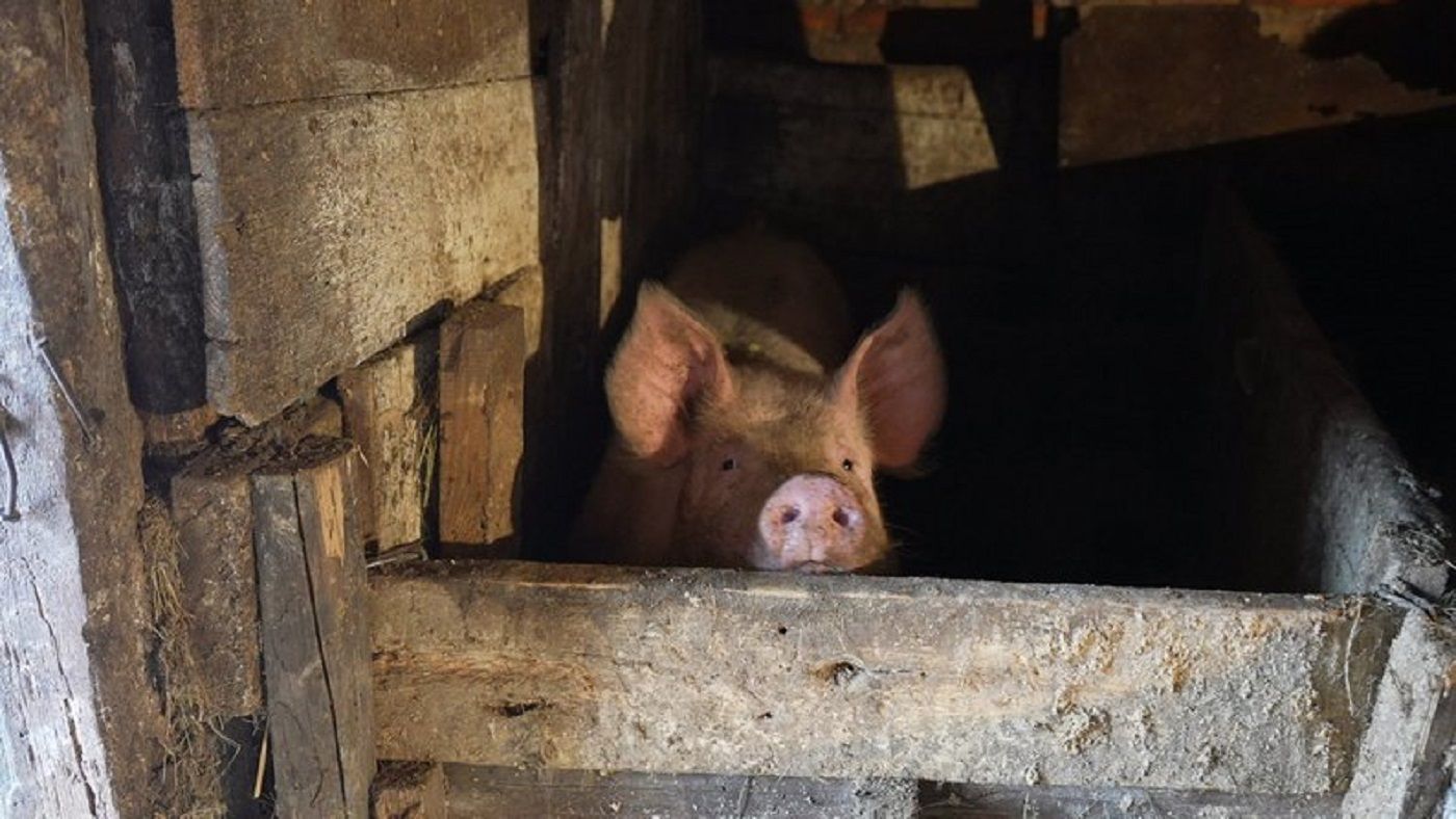 На Сумщині захворіли тисячі свиней На Сумщині захворіли тисячі свиней