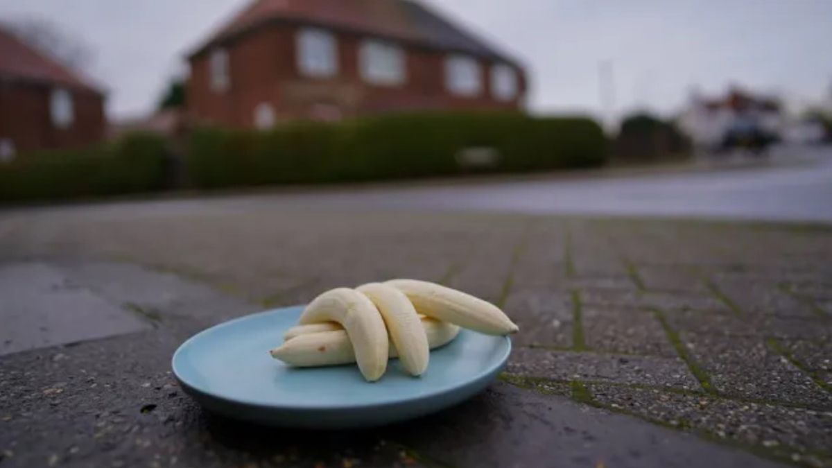 Неизвестные оставляют на улице чищеные бананы - что это может быть Неизвестные оставляют на улице чищеные бананы - что это может быть