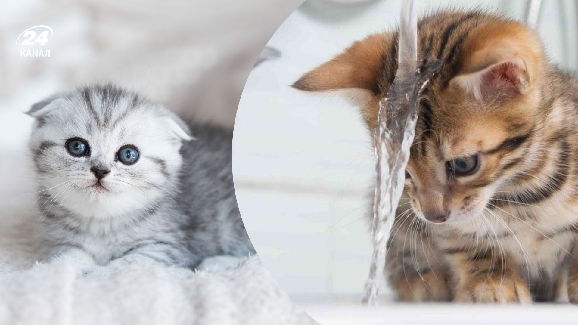 Грех ли топить котят Грех ли топить котят