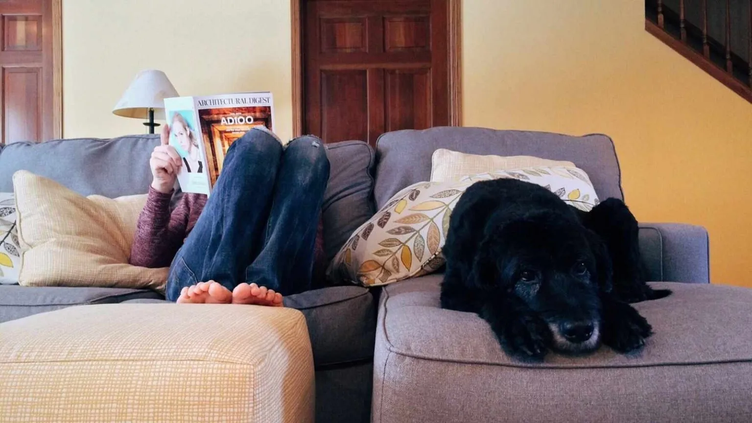 тварини псують меблі тварини псують меблі