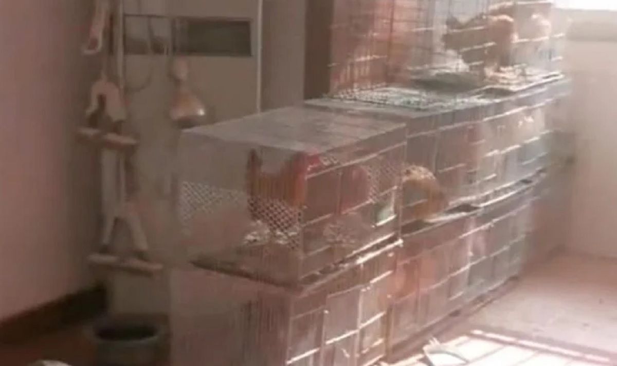 Мужчина арендовал квартиру, что разводить там кур Мужчина арендовал квартиру, что разводить там кур