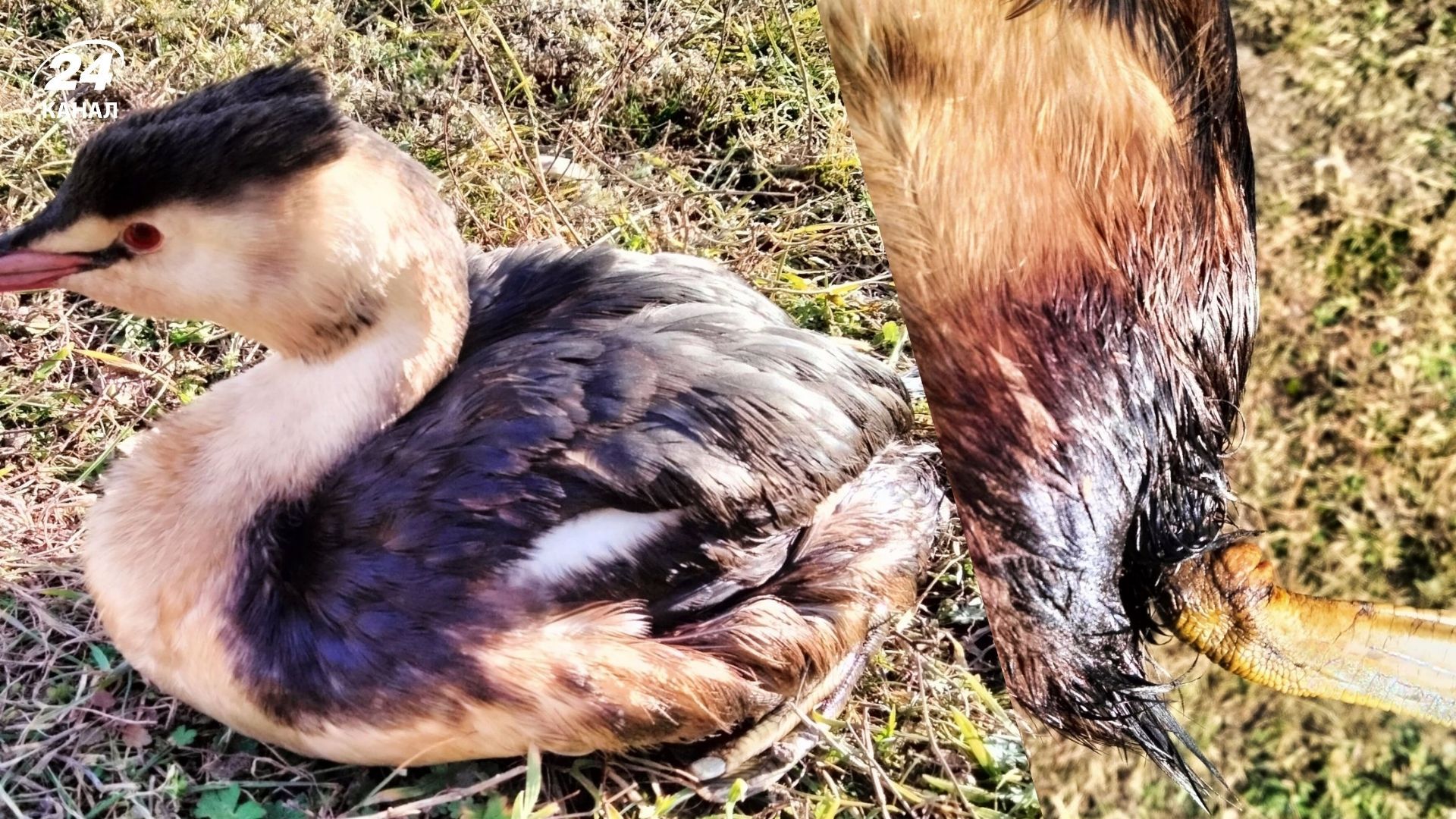 До нацпарку на Одещині прилетіли обмазані мазутом птахи До нацпарку на Одещині прилетіли обмазані мазутом птахи