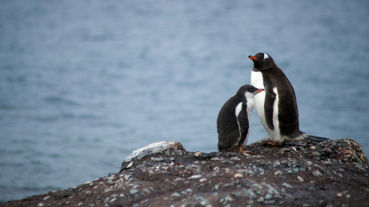 Семейный обед: украинские полярники показали, как пигвины кормят своих детенышей - Развлечения Семейный обед: украинские полярники показали, как пигвины кормят своих детенышей - Развлечения