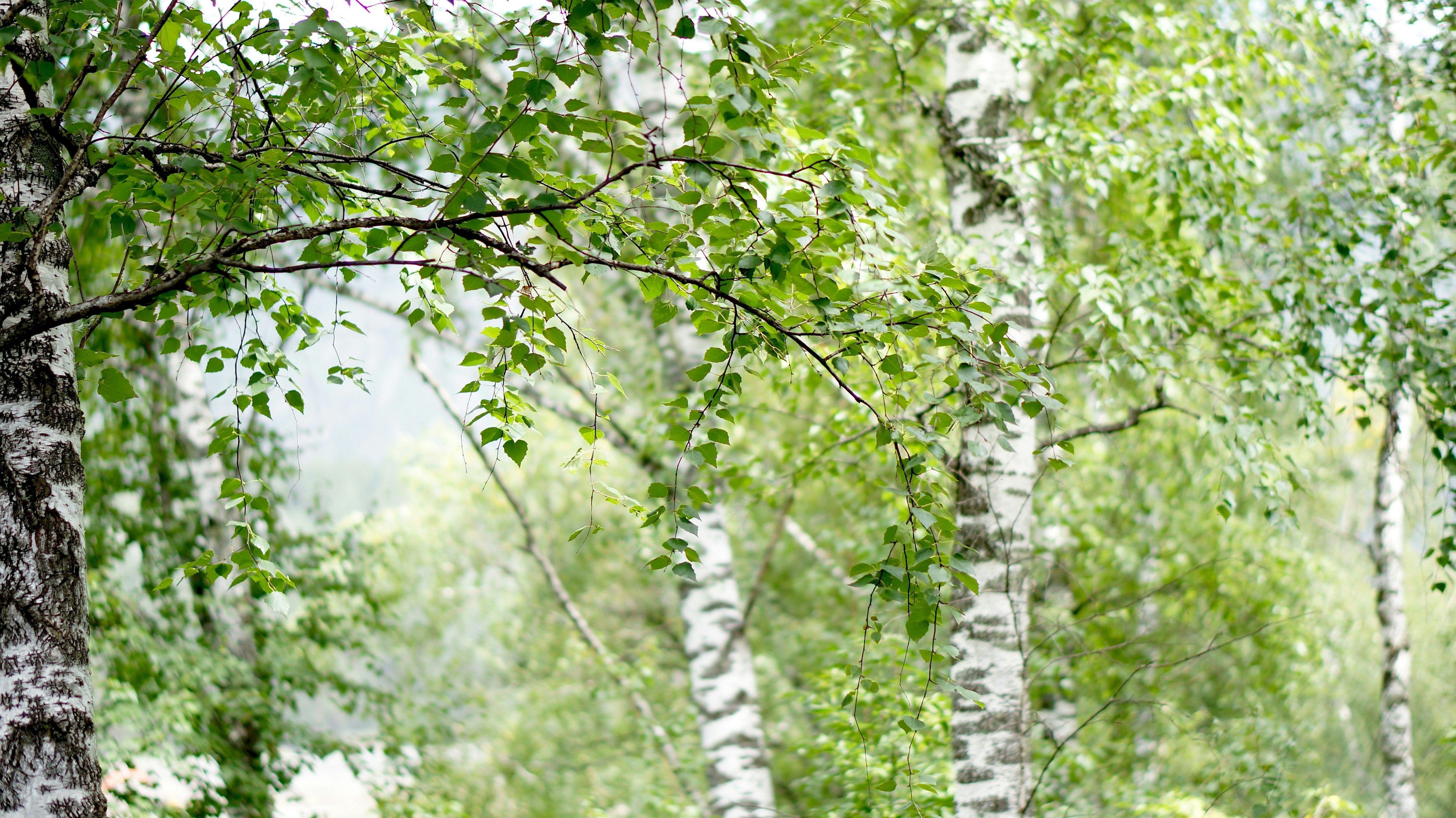 Чому не варто садити березу біля дому Чому не варто садити березу біля дому