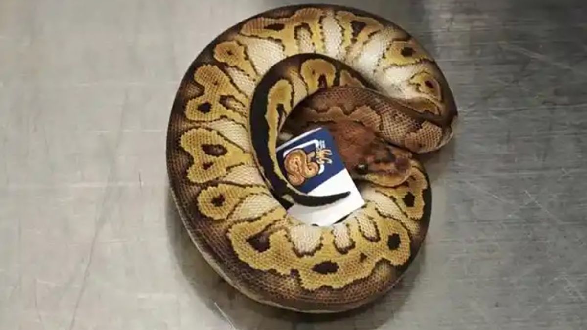 В Китае женщины пытались провести королевских питонов В Китае женщины пытались провести королевских питонов