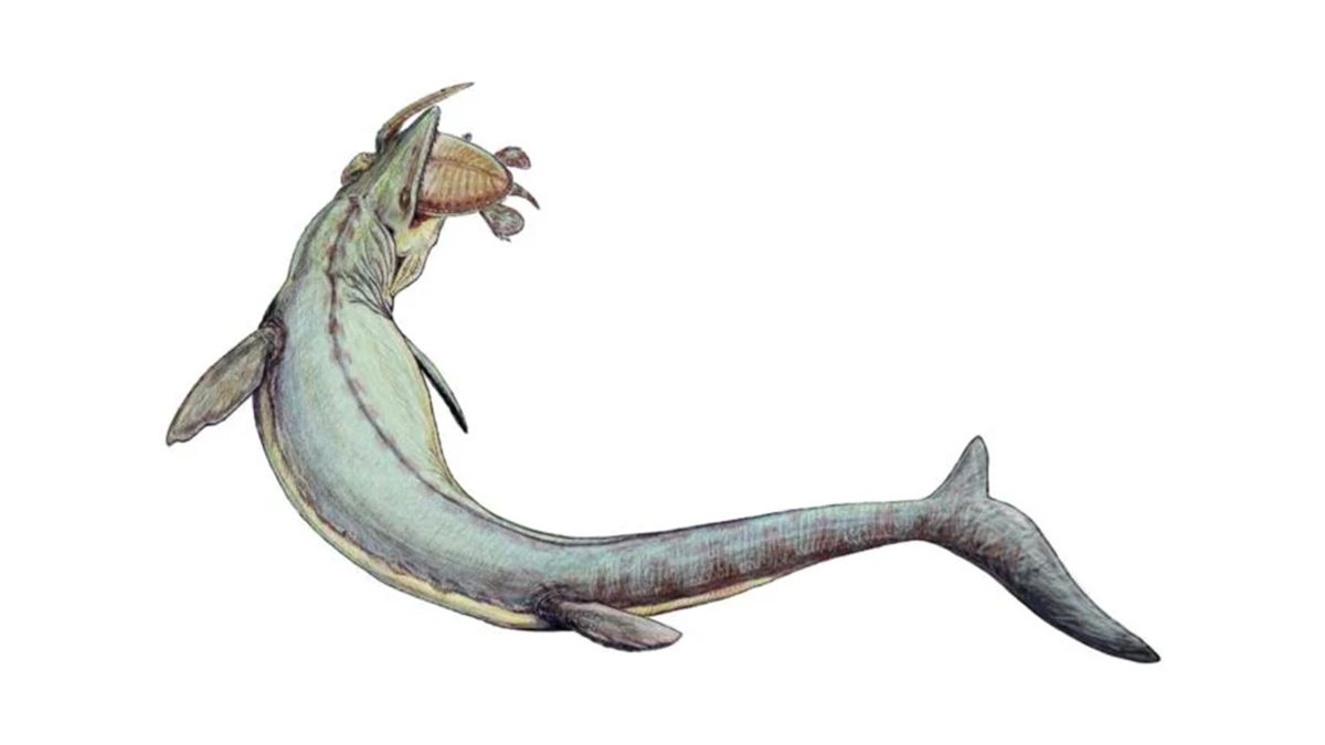 Новий вид мозазавра насправді може бути склеєний з двох різних істот Новий вид мозазавра насправді може бути склеєний з двох різних істот