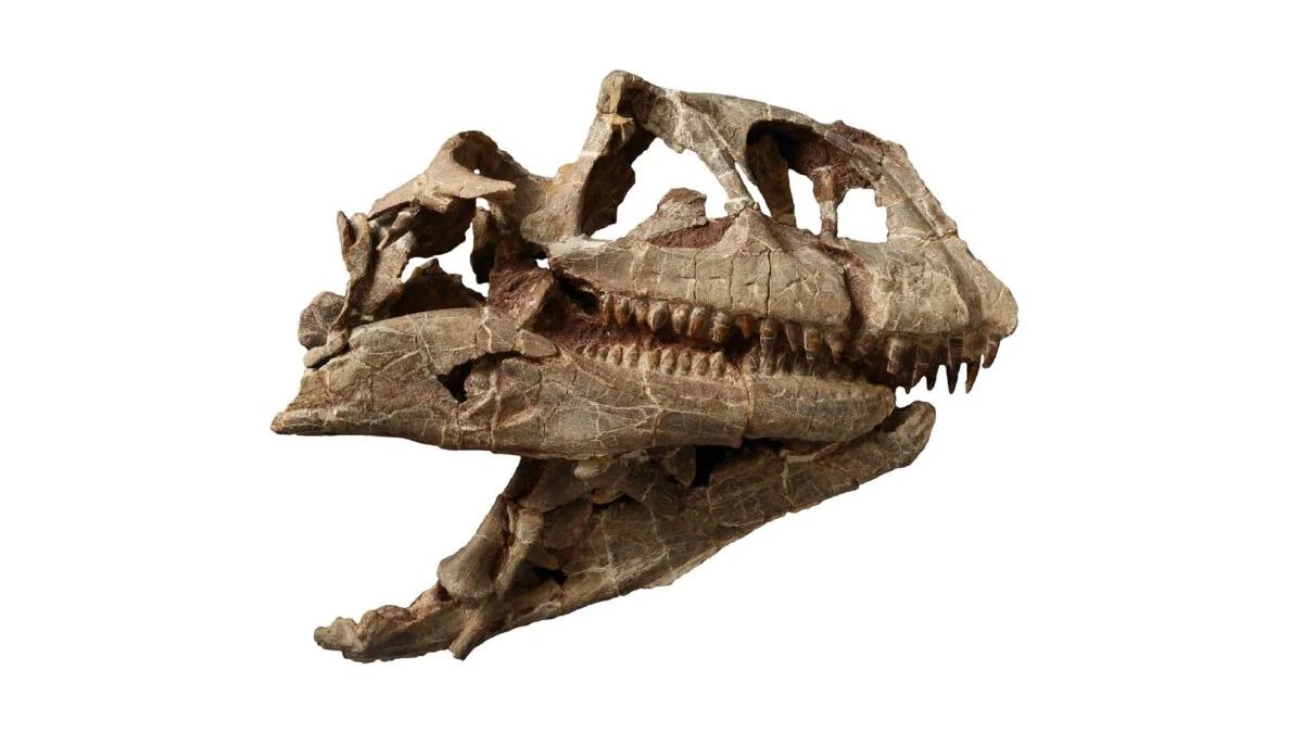 Величезний череп динозавра відкриває раніше невідомий вид Lishulong wangi Величезний череп динозавра відкриває раніше невідомий вид Lishulong wangi