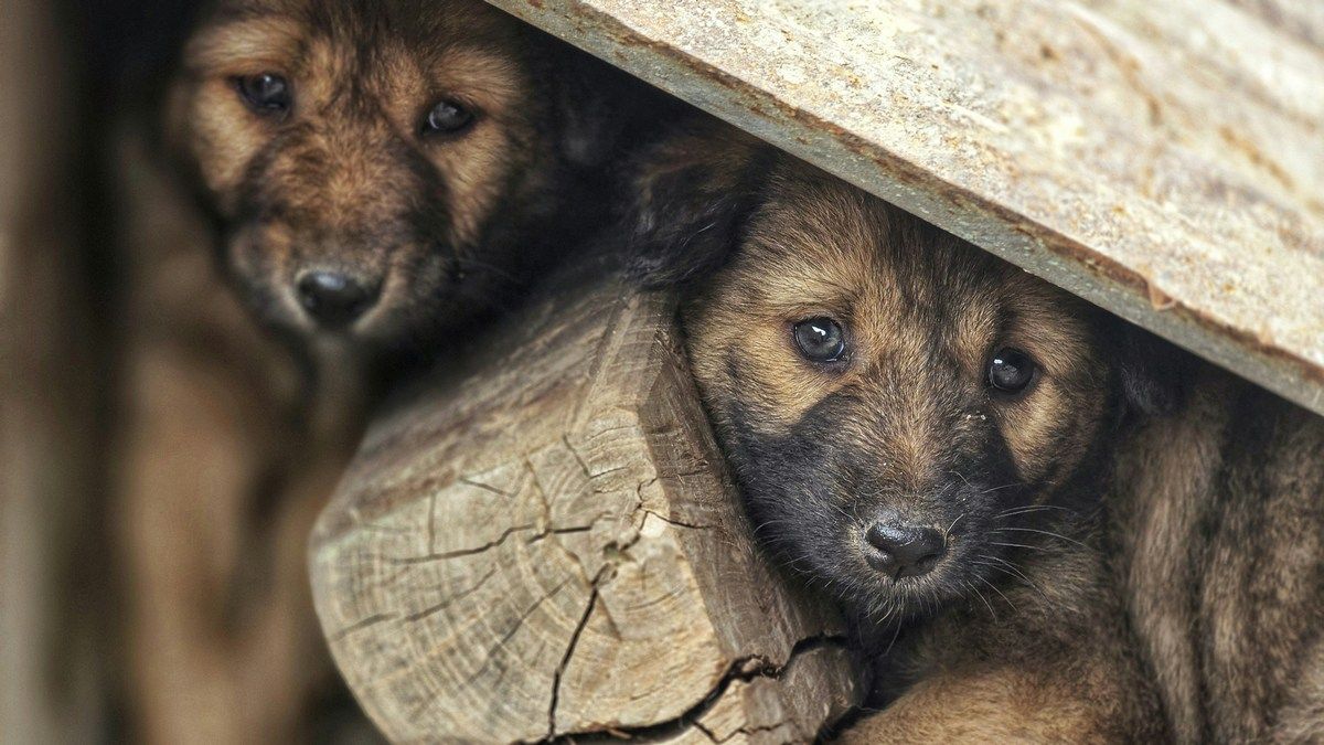Собаки, которые живут вблизи Чернобыльской АЭС отличаются от других