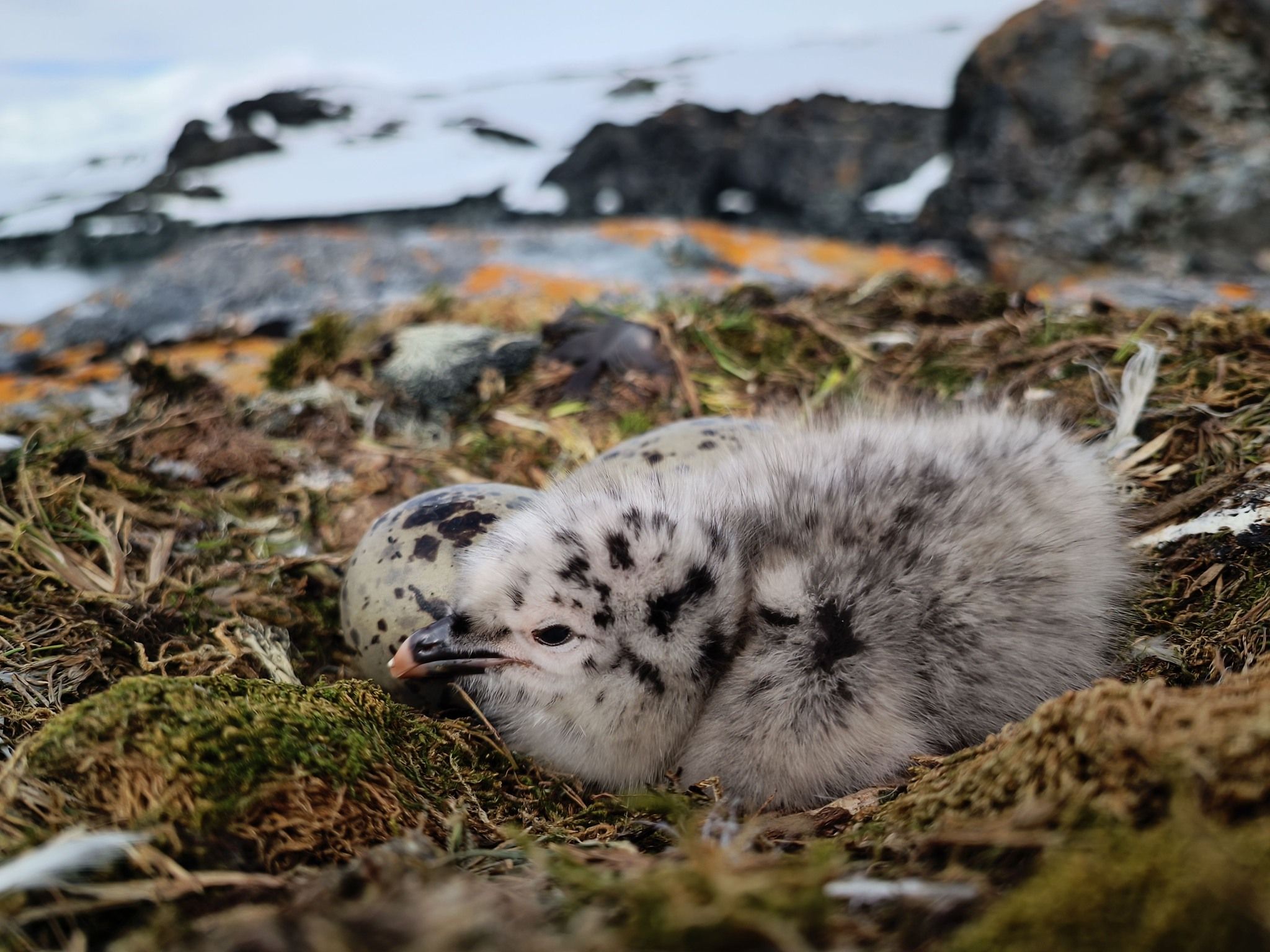Біля станції Вернадського народилися малюки домініканських мартинів Біля станції Вернадського народилися малюки домініканських мартинів