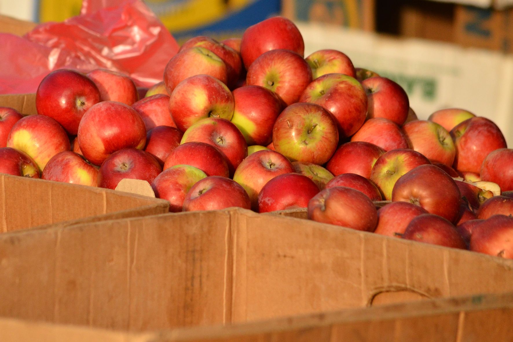 Які причини здорожчання яблук Які причини здорожчання яблук
