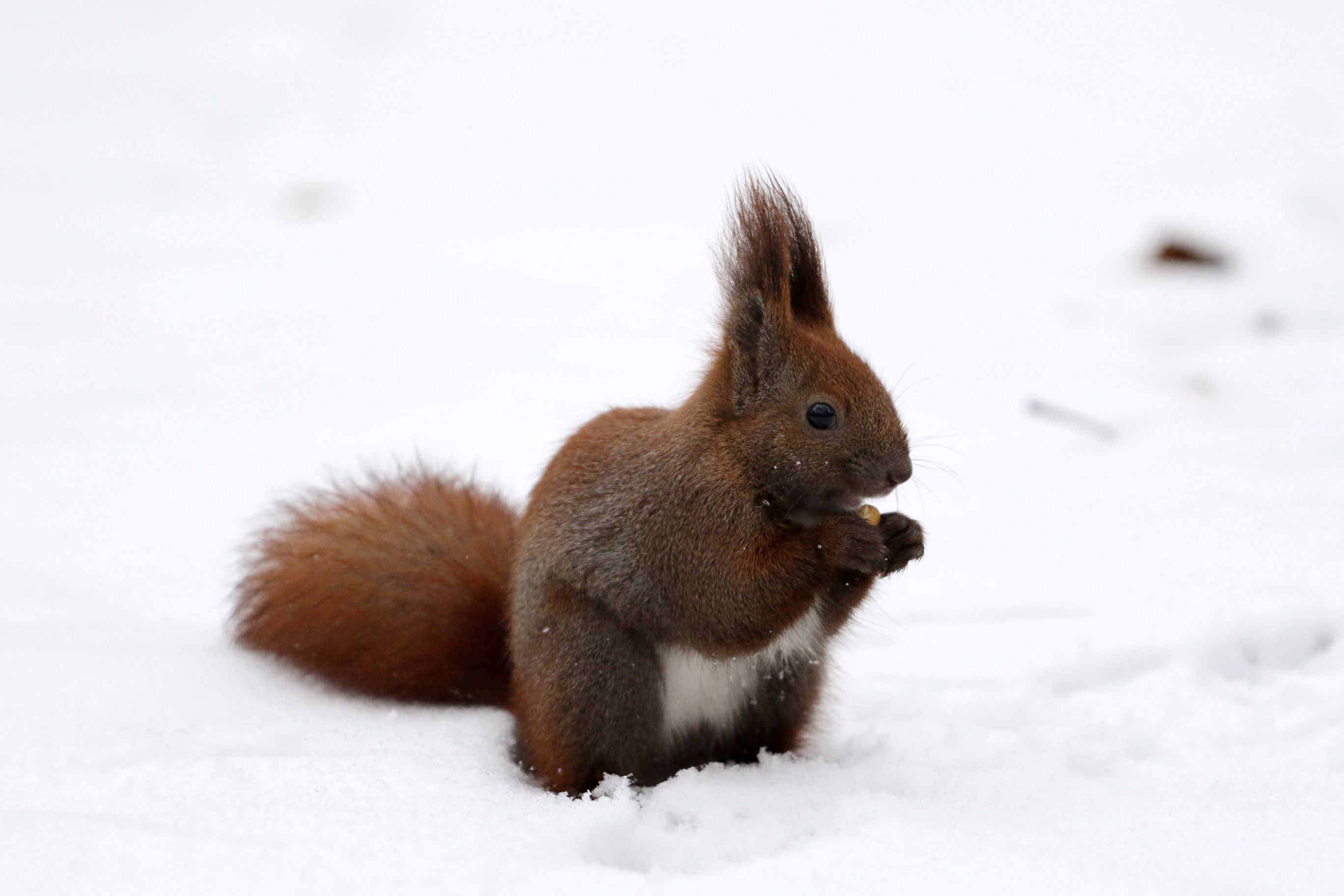 Будет ли снег на выходных Будет ли снег на выходных