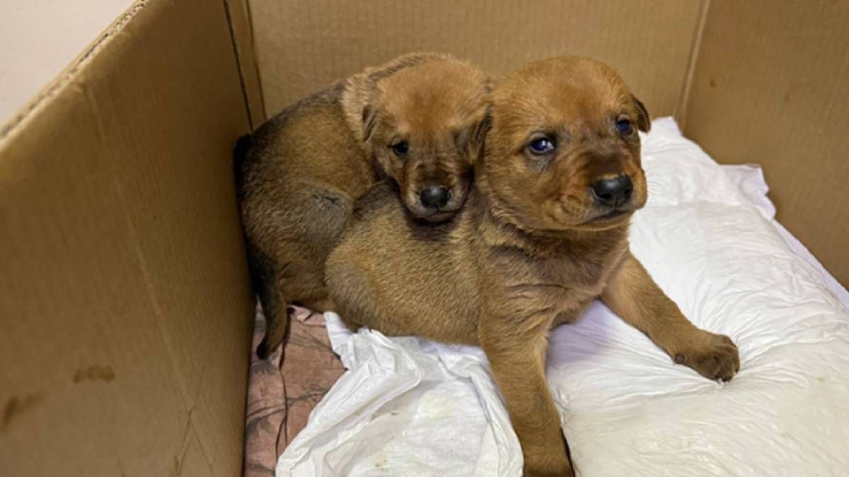 В Турции мама-собака отнесла больного детеныша в клинику В Турции мама-собака отнесла больного детеныша в клинику