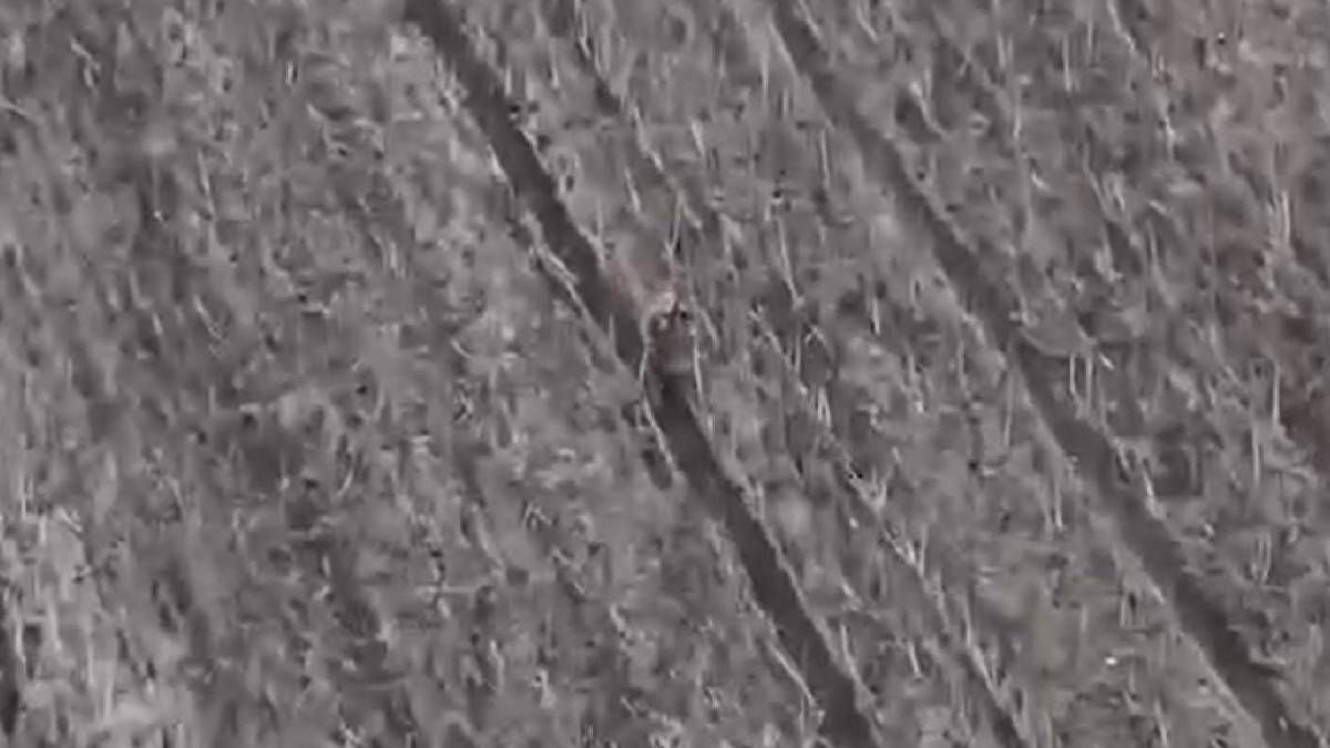 Враг не щадит даже своих раненых солдат Враг не щадит даже своих раненых солдат