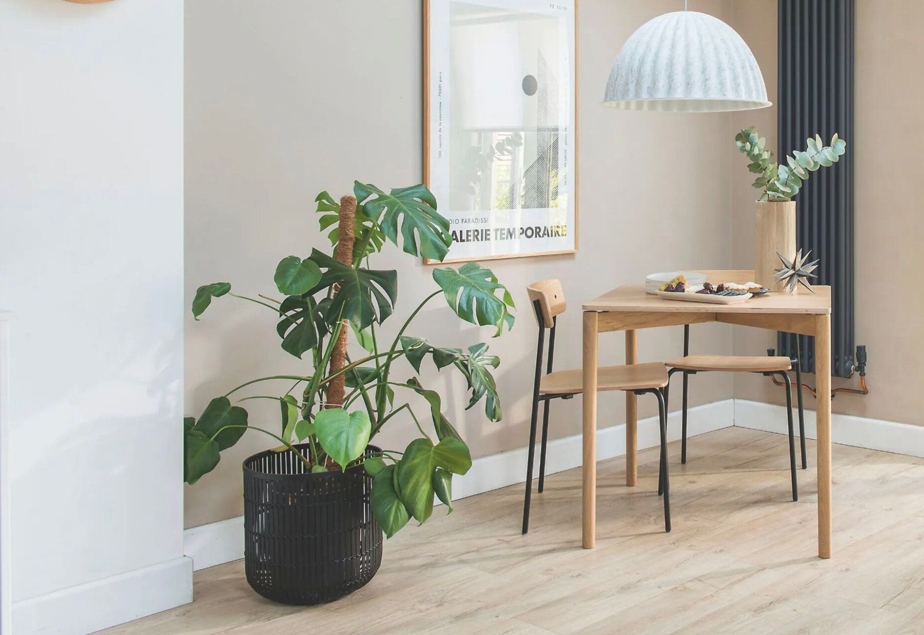 Монстера в интерьере - где лучше всего разместить это комнатное растение Монстера в интерьере - где лучше всего разместить это комнатное растение