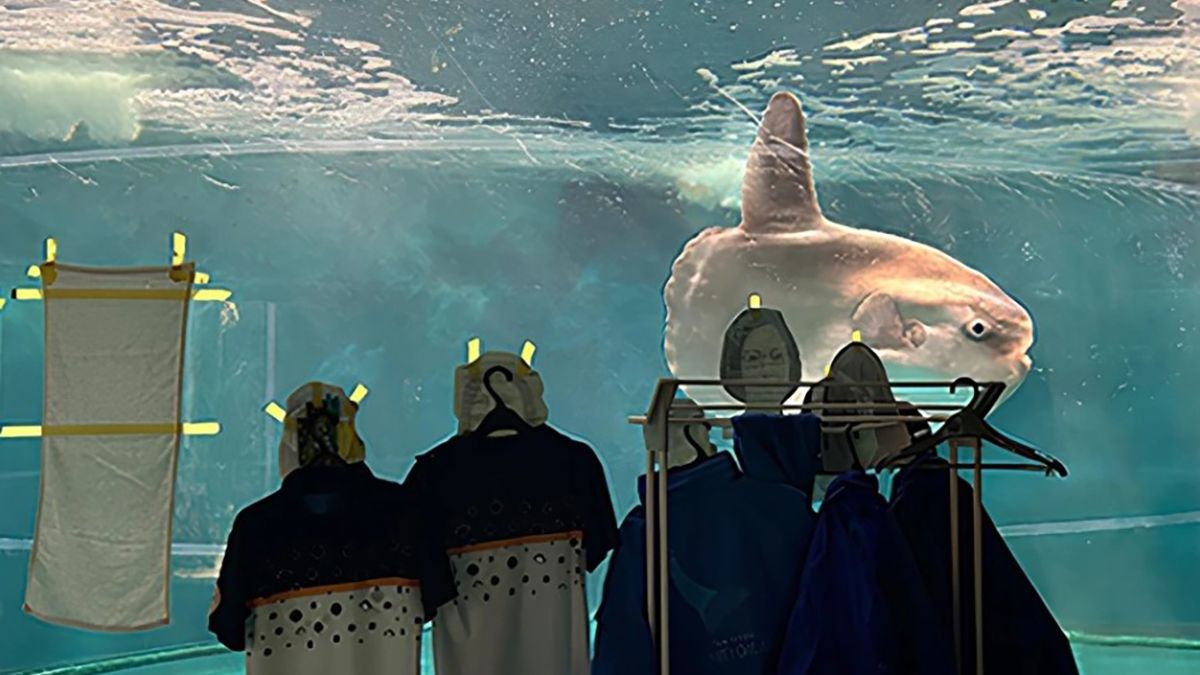 К стенам аквариума приклеили фото людей, чтобы рыба не скучала К стенам аквариума приклеили фото людей, чтобы рыба не скучала