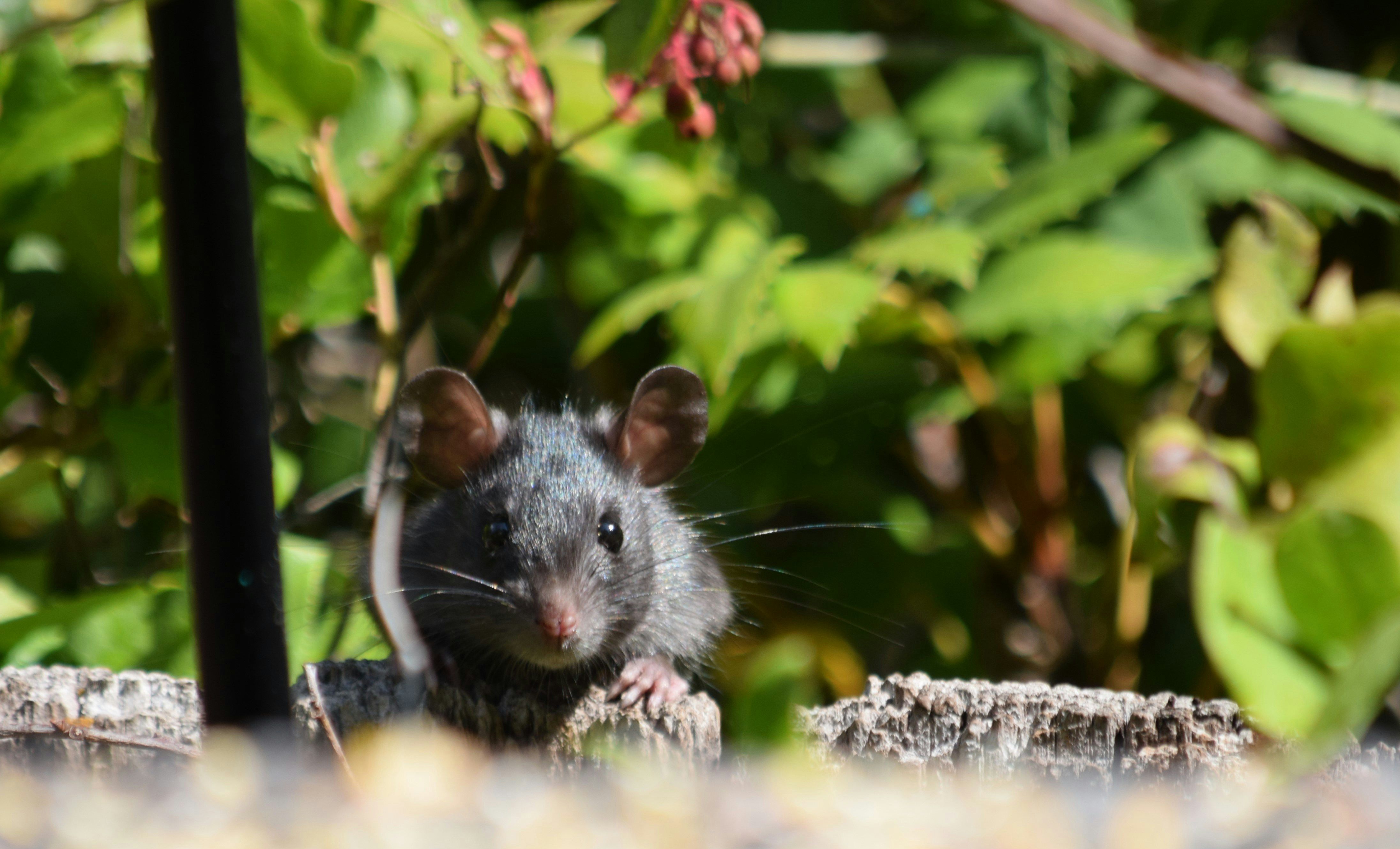 Как избавиться от мышей в доме Как избавиться от мышей в доме