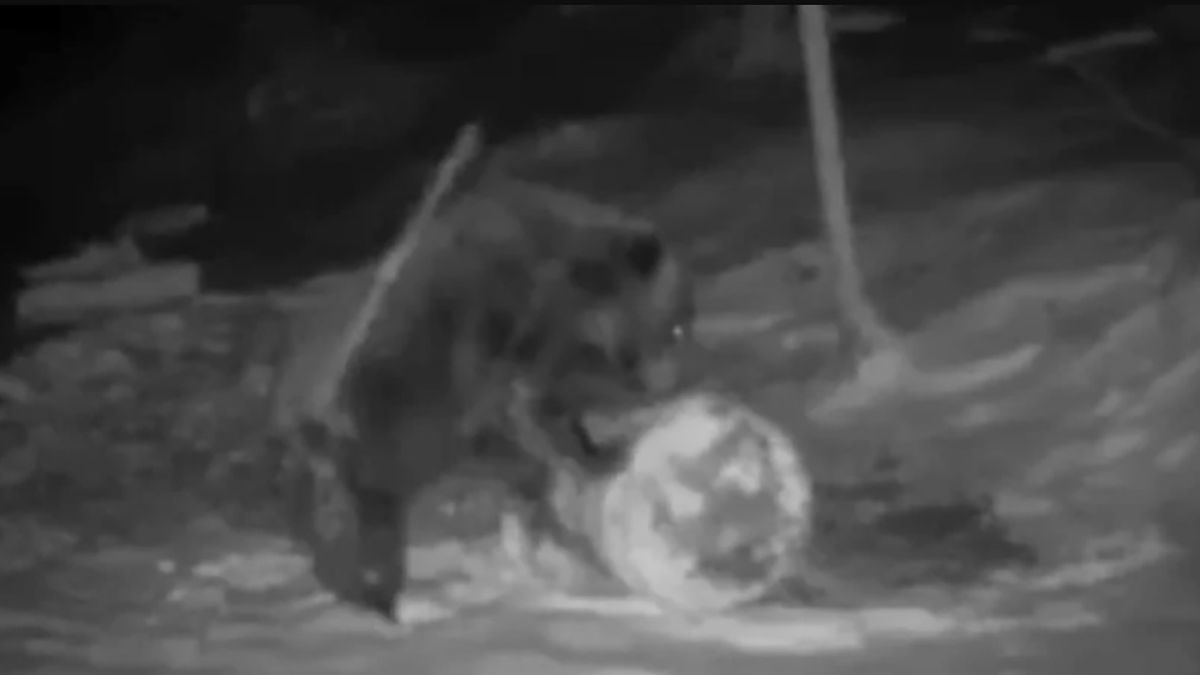 Ведмідь став зіркою соцмереж, коли катав снігову фігуру - відео