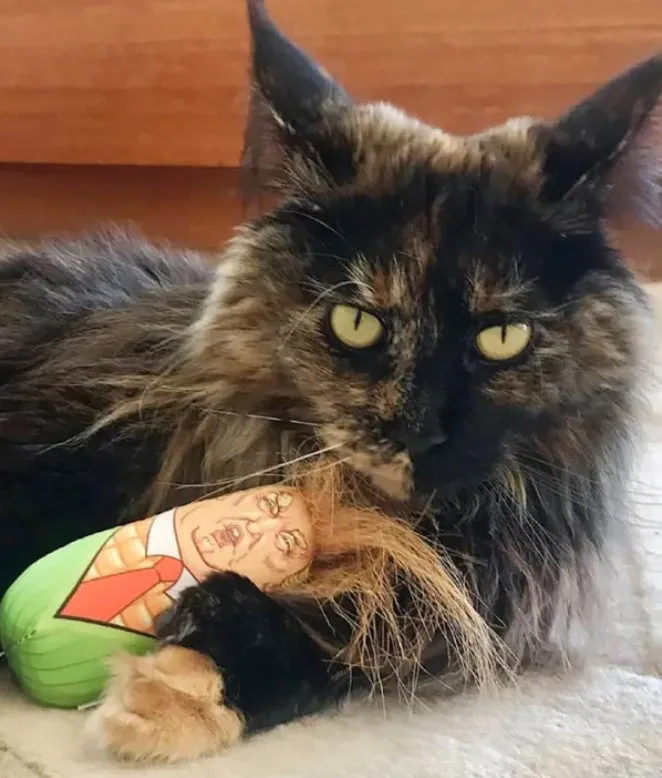 Кота забыли в багажном отделении Кота забыли в багажном отделении