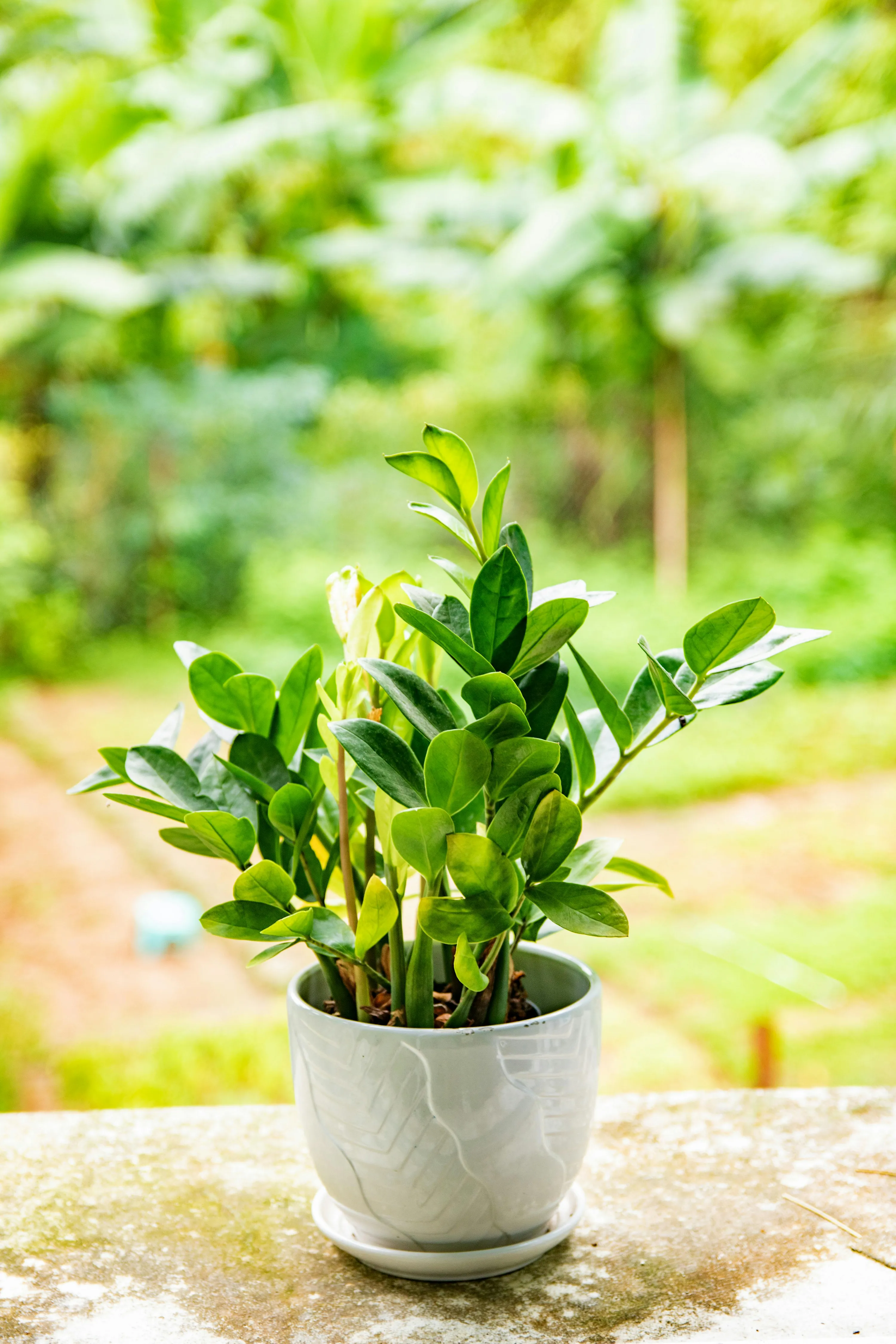 замиулькос