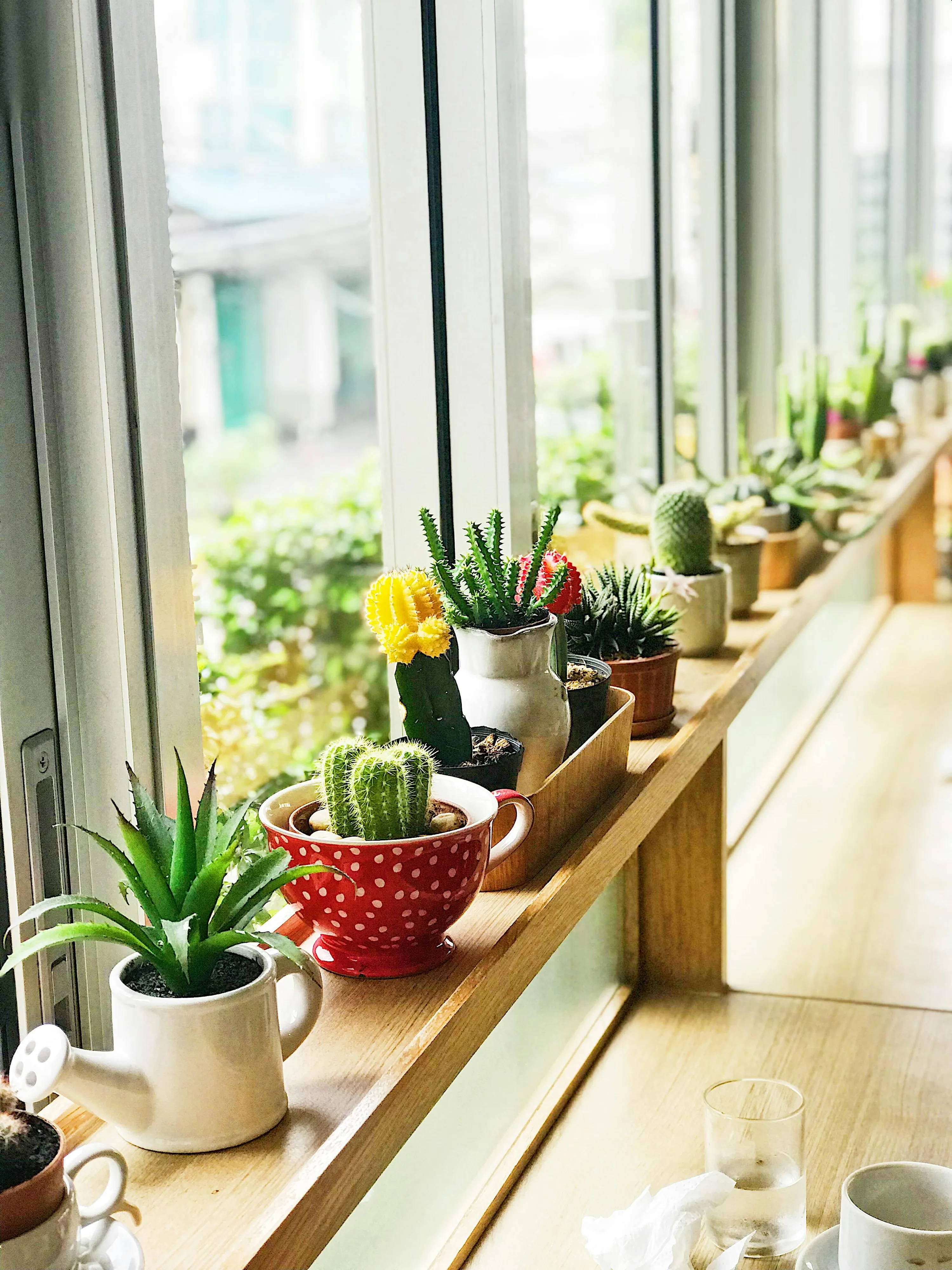 суккуленты суккуленты
