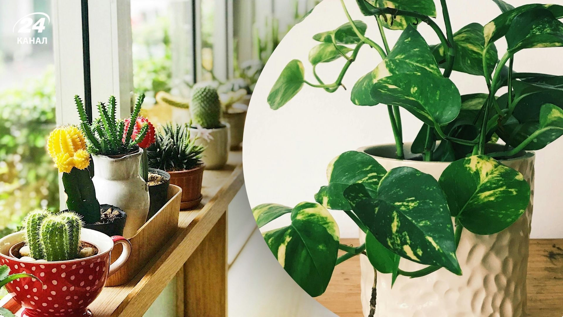 Некоторые растения прекрасно растут в условиях низкой влажности Некоторые растения прекрасно растут в условиях низкой влажности