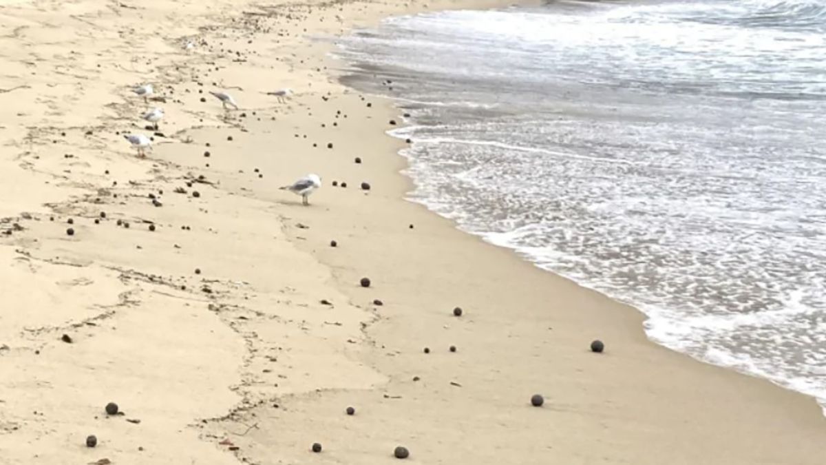 Місцеві помітили загадкові чорні кульки – що це може бути Місцеві помітили загадкові чорні кульки – що це може бути