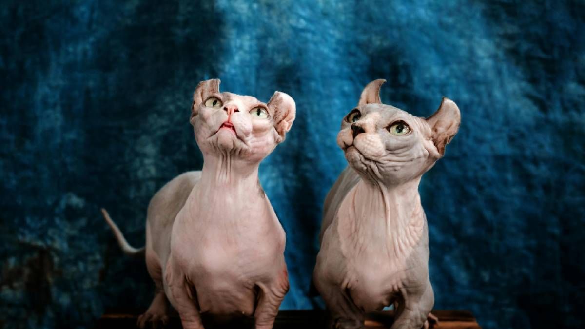 У Києві продають кішку за 4500 євро У Києві продають кішку за 4500 євро