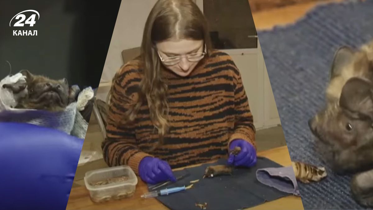 У Харкові допомагають кажанам У Харкові допомагають кажанам