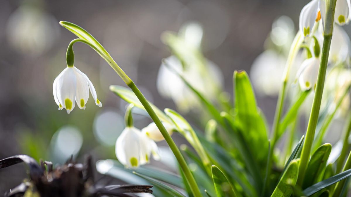 Когда наступит метеорологическая весна Когда наступит метеорологическая весна