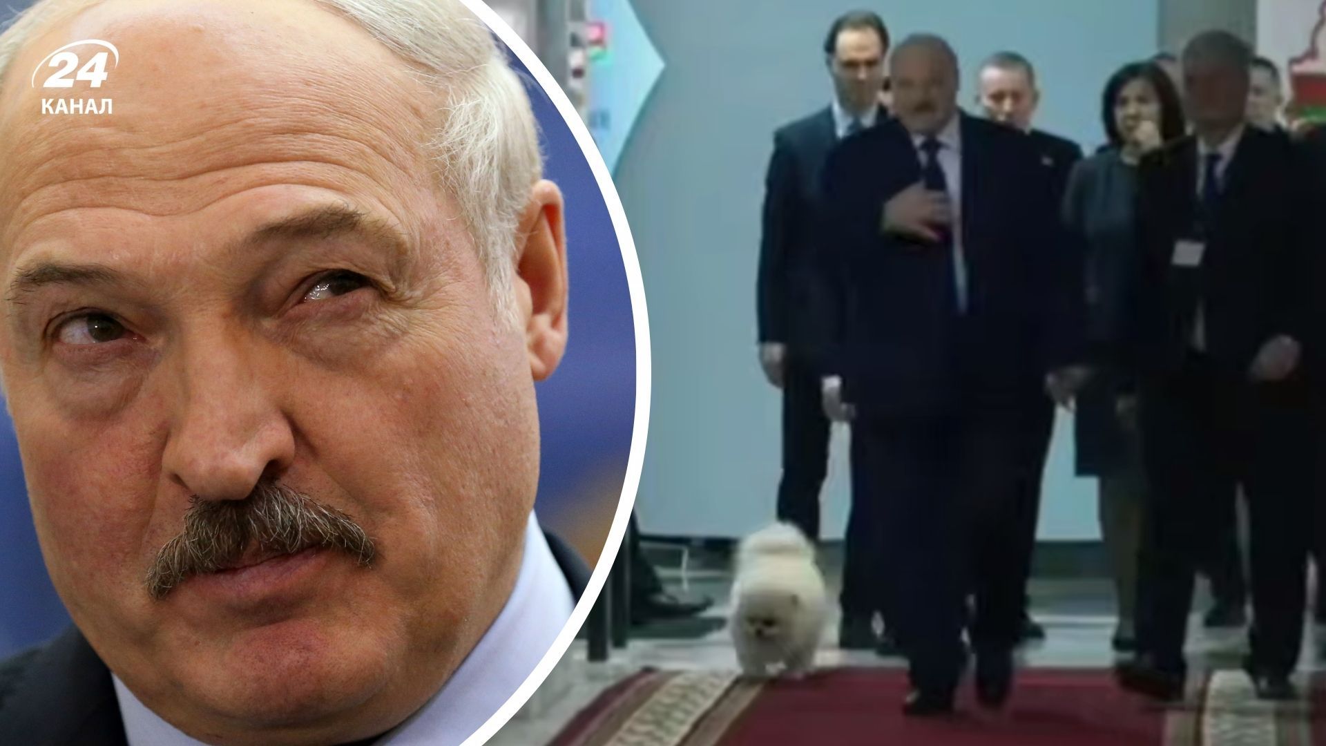 Шпиц "пометил" избирательный участок Шпиц "пометил" избирательный участок