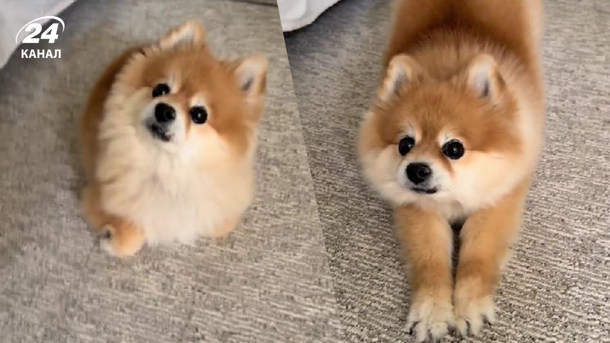 Кіт змінив поведінку собаки - як тепер поводиться улюблениць Кіт змінив поведінку собаки - як тепер поводиться улюблениць