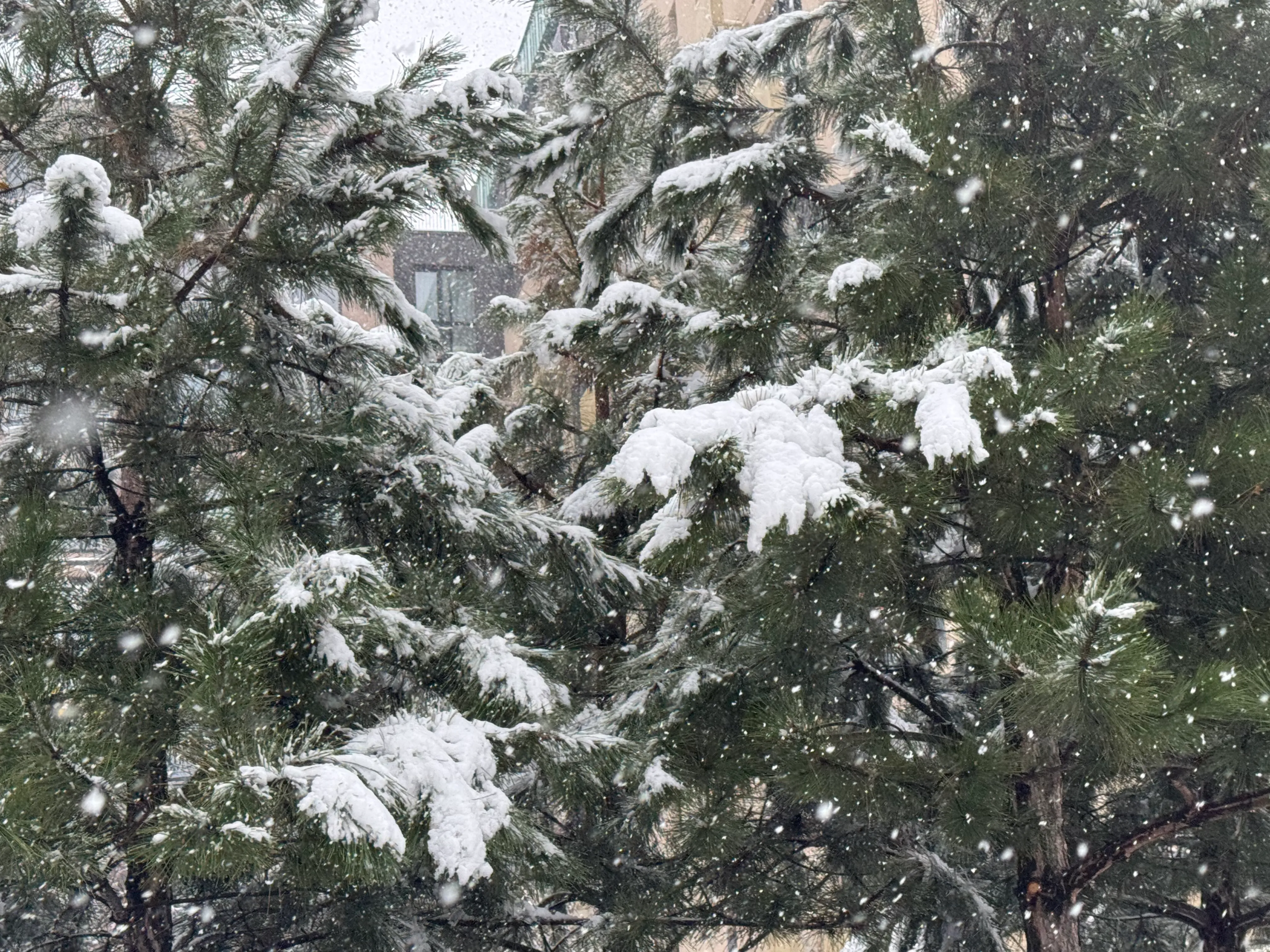 Снег в Украине Снег в Украине