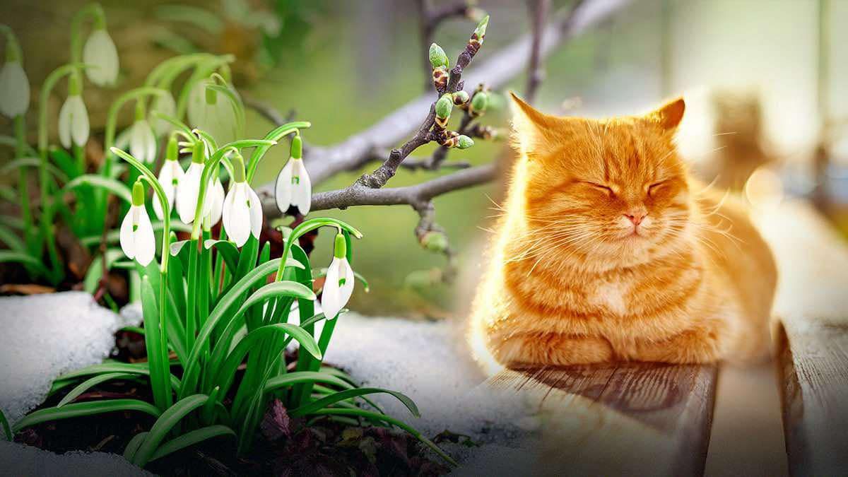 Погода на февраль и весну 2025 года Погода на февраль и весну 2025 года