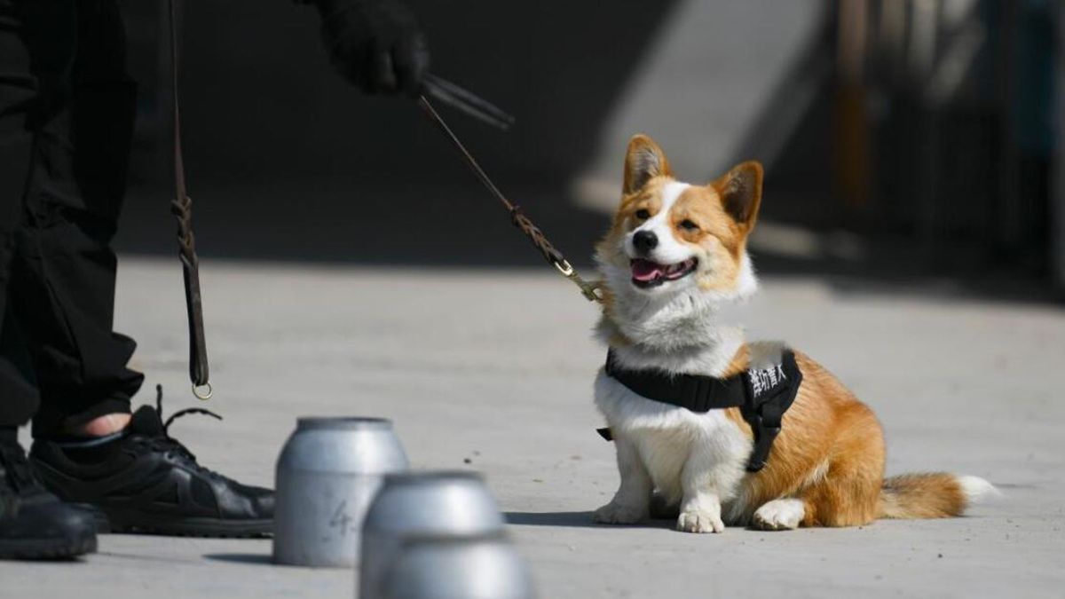 Китайского полицейского корги наказали за плохое поведение