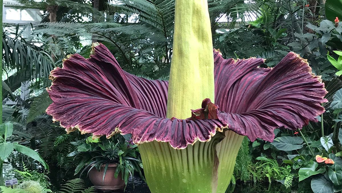 Трупный цветок Amorphophallus gigas Трупный цветок Amorphophallus gigas