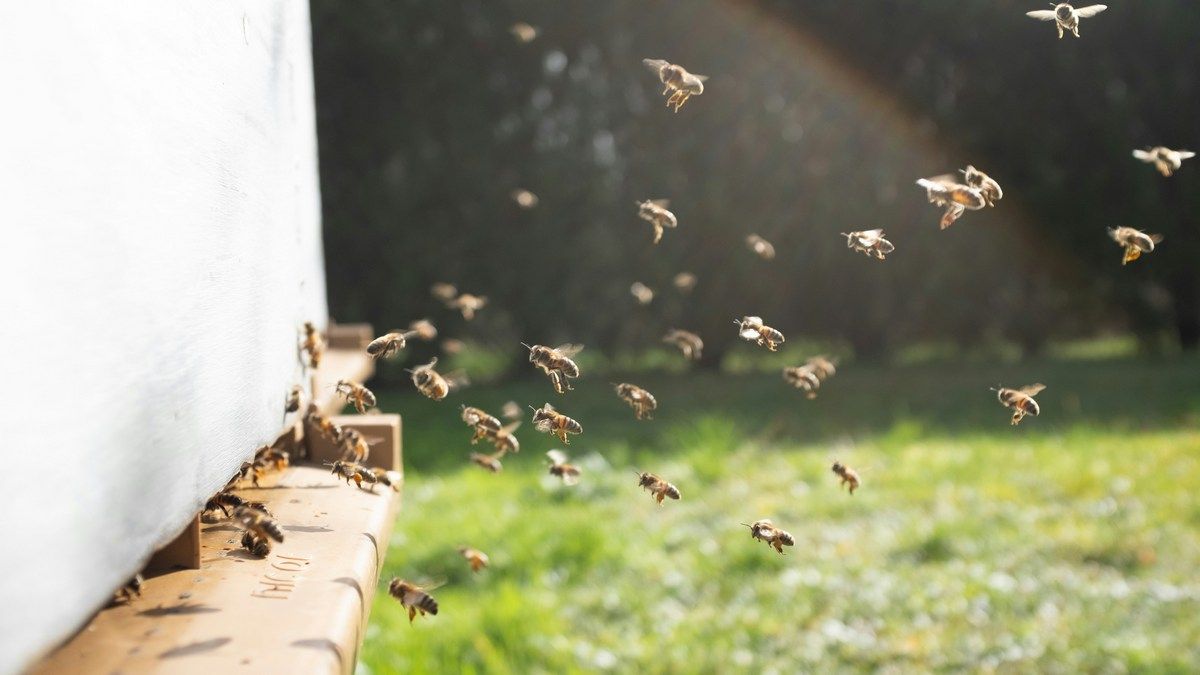 Пчелы с крошечными QR-кодами на спинах раскрывают тайны этих насекомых