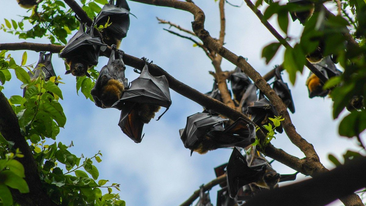 Почему летучие мыши спят вверх ногами – ответ скрывается в их эволюции Почему летучие мыши спят вверх ногами – ответ скрывается в их эволюции