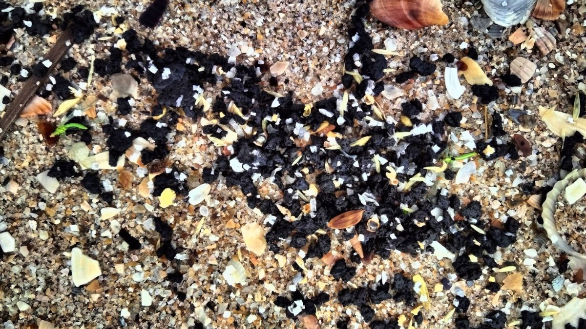 На побережье Одесской области собрали мазут На побережье Одесской области собрали мазут