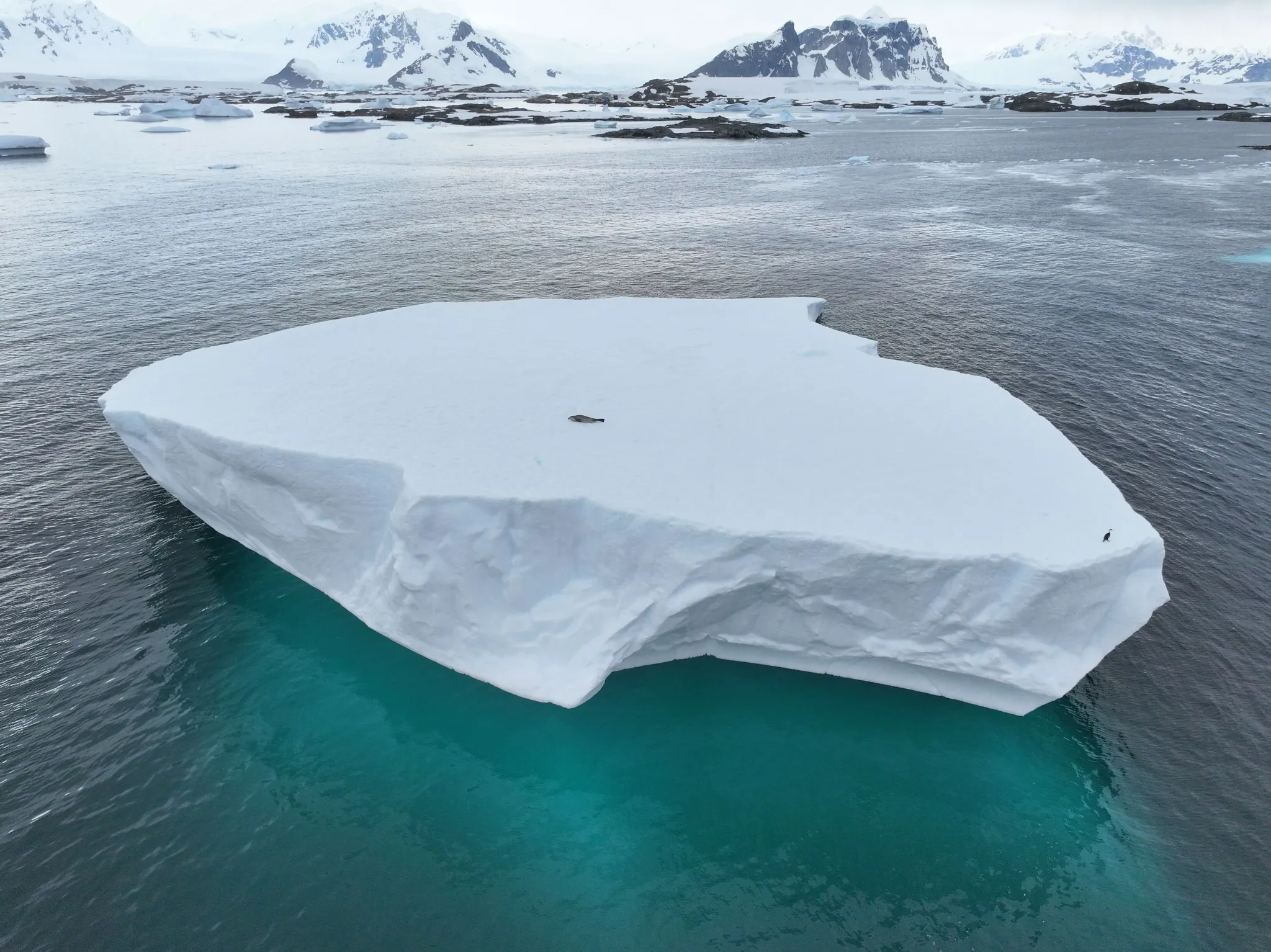 Пінгвін та баклан на айсбергу Пінгвін та баклан на айсбергу