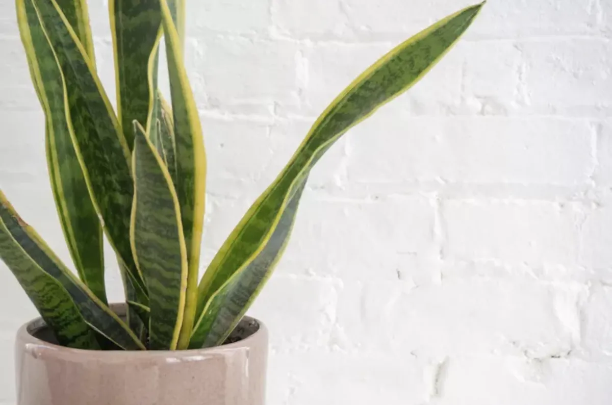 зміїна рослина підійде для початківців зміїна рослина підійде для початківців