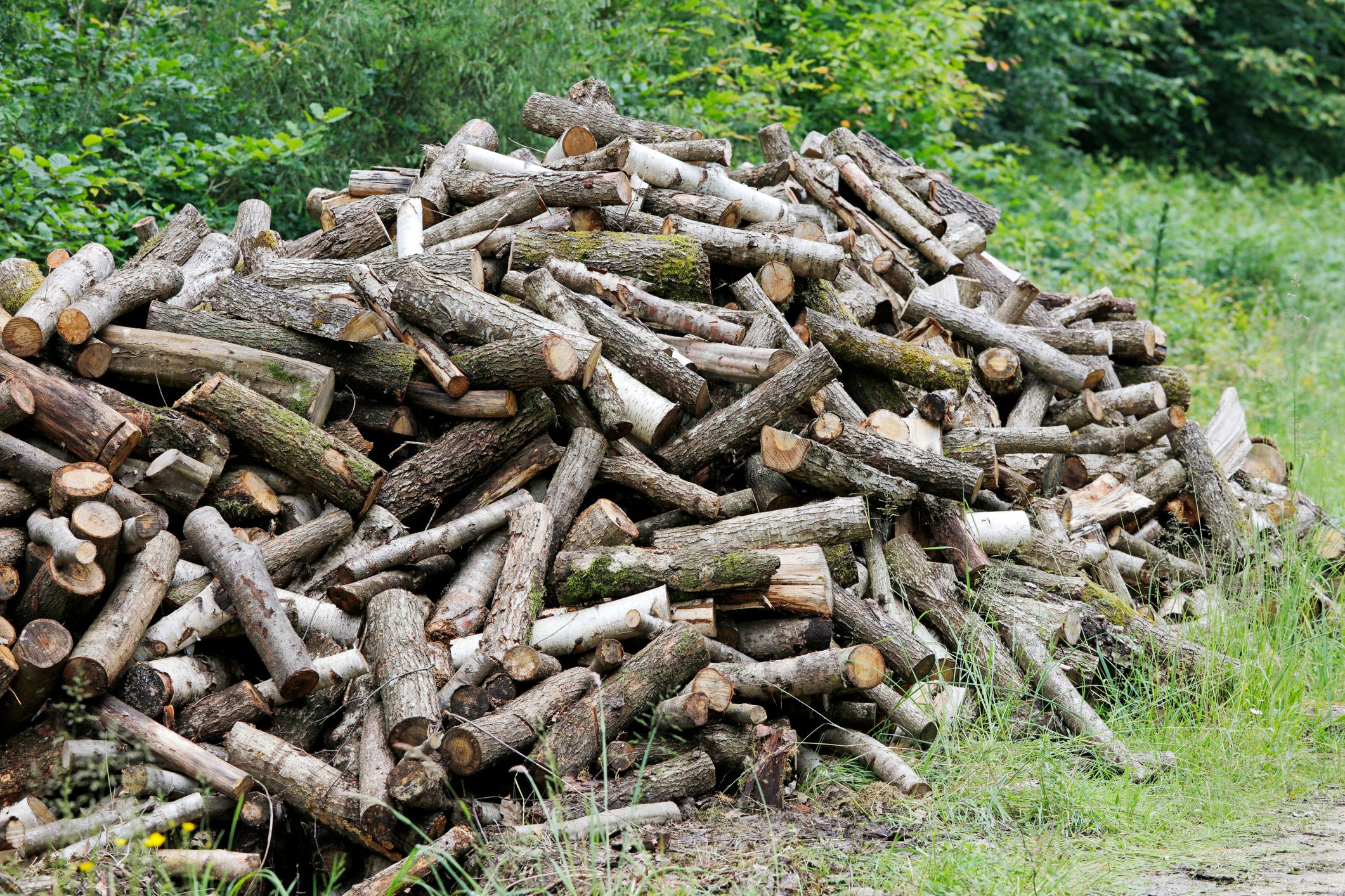 Чи можна заготовляти дрова у посадці Чи можна заготовляти дрова у посадці