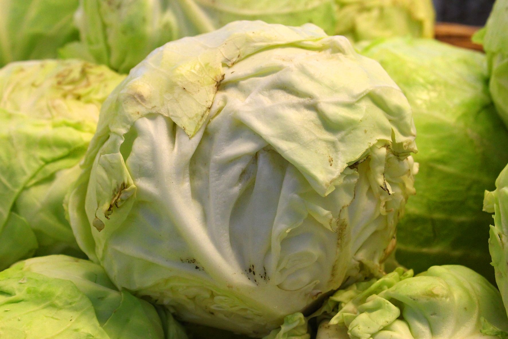 Капуста продовжує дорожчати Капуста продовжує дорожчати