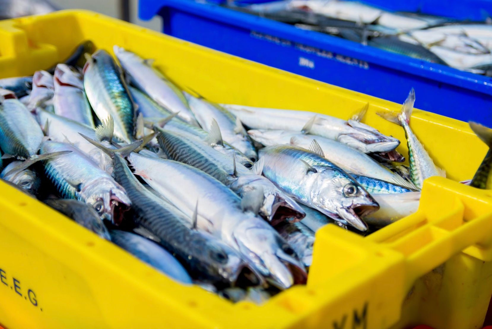 Чи можна перевозити рибу через кордон з Польщею Чи можна перевозити рибу через кордон з Польщею