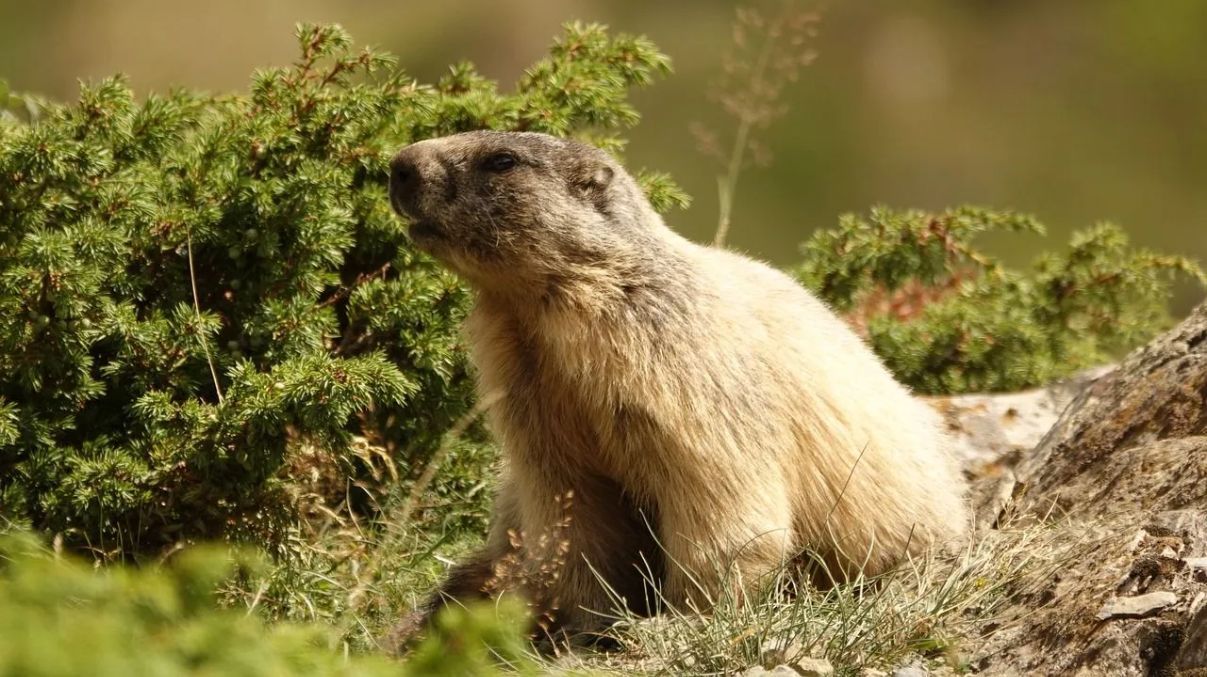 День бабака 2025 День бабака 2025