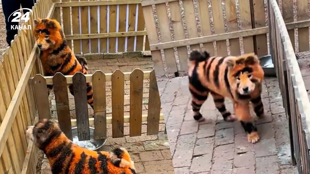 У китайському зоопарку Тайчжоу пофарбували собак - як вони виглядають У китайському зоопарку Тайчжоу пофарбували собак - як вони виглядають