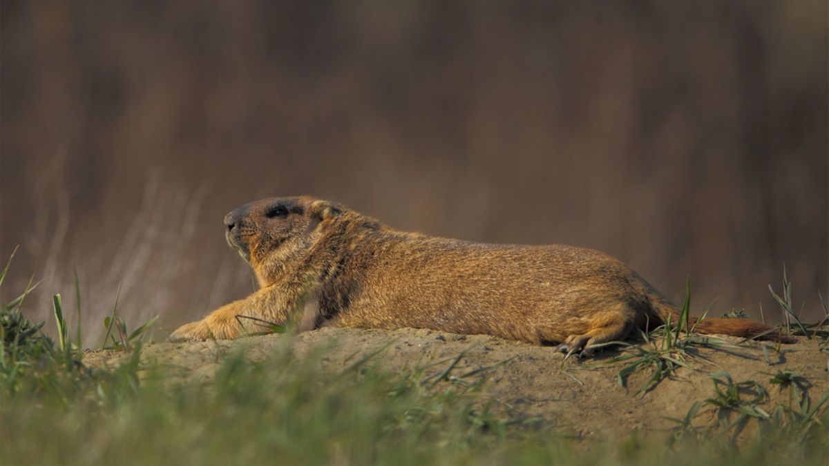 Вылез ли сурок 2025 Вылез ли сурок 2025