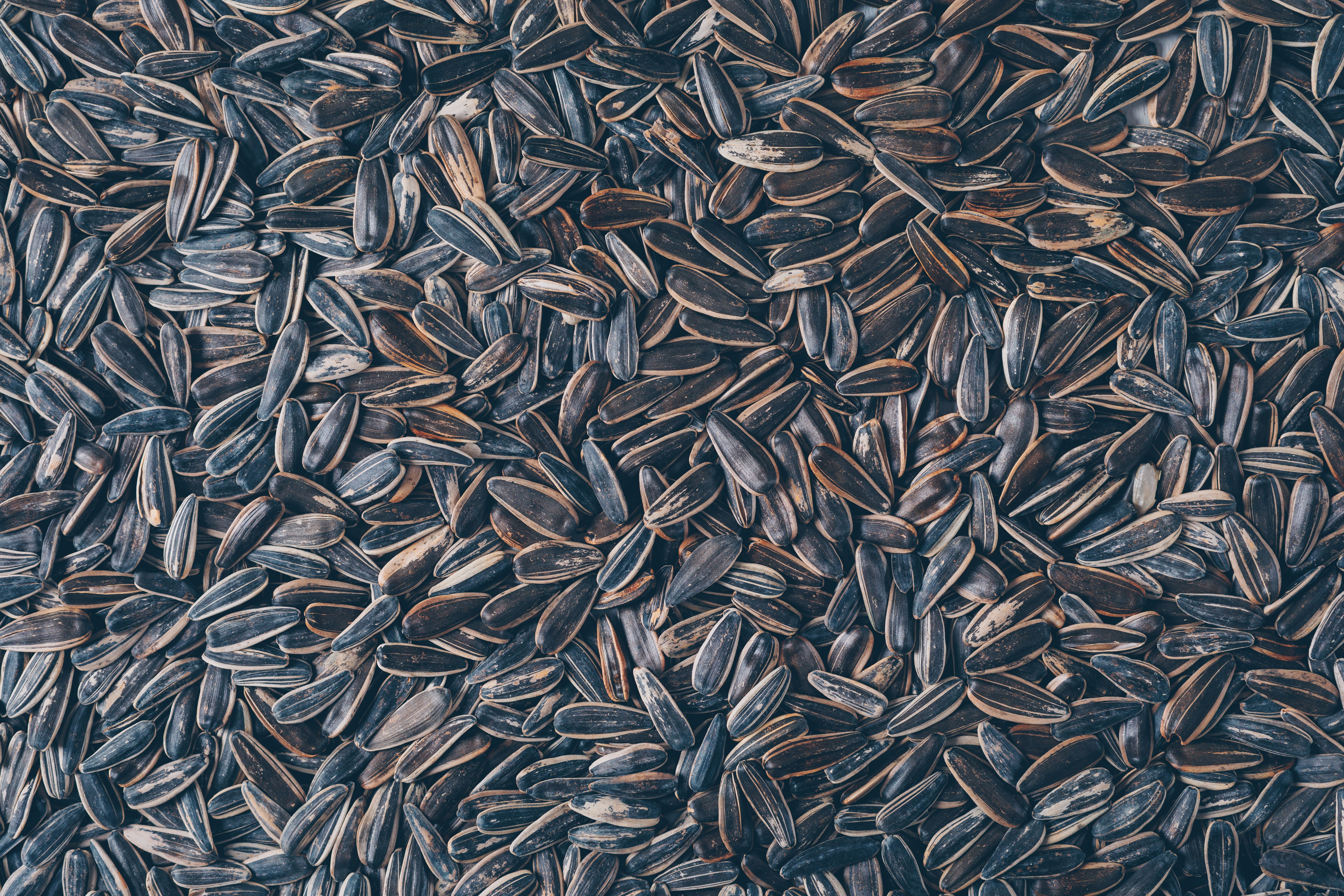 Подсолнечник стремительно подешевел Подсолнечник стремительно подешевел